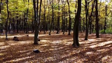 Sonbahar parkındaki bir uçuşun insansız hava aracı görüntüsü.