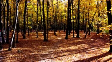 Sonbahar parkındaki bir uçuşun insansız hava aracı görüntüsü.