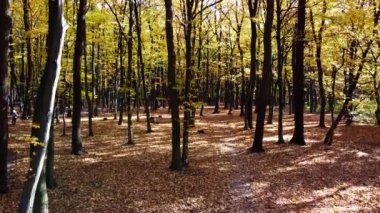 Sonbahar parkındaki bir uçuşun insansız hava aracı görüntüsü.