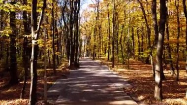 Sonbahar parkında uçan bir uçağın hava aracı görüntüsü. Park yolunun üzerinde uçuyor.