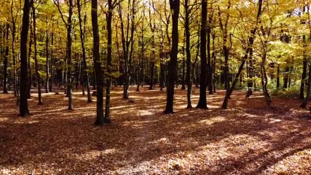 Sonbahar Parkındaki Bir Uçuşun Insansız Hava Aracı Görüntüsü — Stok video