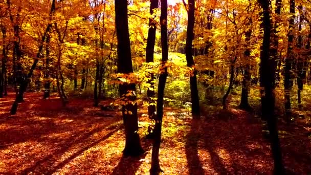 Drohnen Ansicht Eines Fluges Herbstpark — Stockvideo