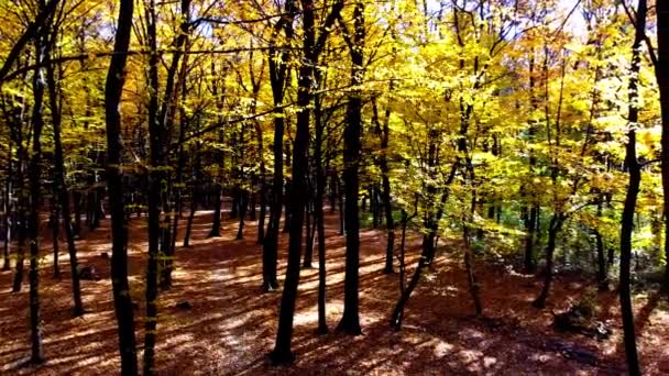 Luftdrone Visning Flyvende Efteråret Park – Stock-video