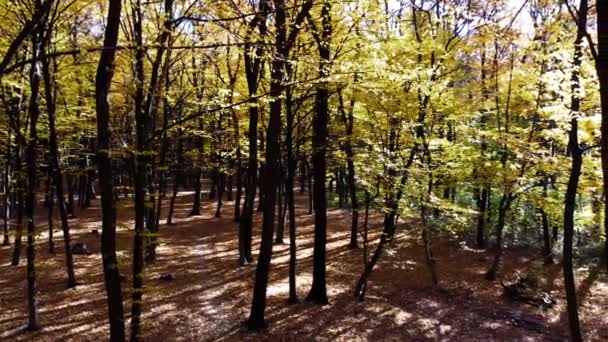 Veduta Aerea Drone Volo Nel Parco Autunnale — Video Stock