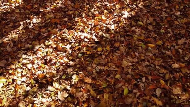秋の公園での飛行の空中ドローンビュー 公園の道に紅葉 — ストック動画