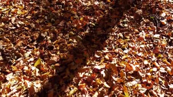 秋の公園での飛行の空中ドローンビュー 公園の道に紅葉 — ストック動画