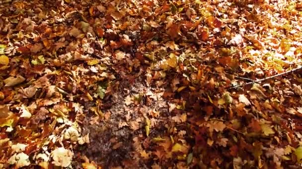 Luftaufnahme Einer Drohne Beim Fliegen Herbstpark Herbstlaub Auf Einem Parkweg — Stockvideo