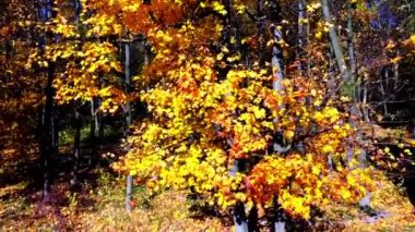 Sonbahar parkındaki bir uçuşun insansız hava aracı görüntüsü.