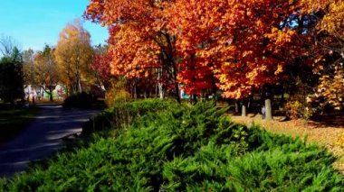 Sonbahar parkındaki bir uçuşun insansız hava aracı görüntüsü.