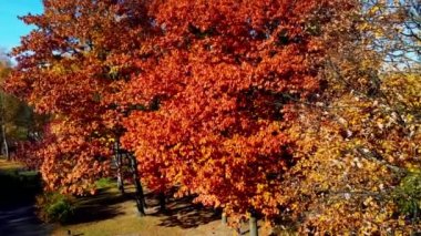 Sonbahar parkındaki bir uçuşun insansız hava aracı görüntüsü.
