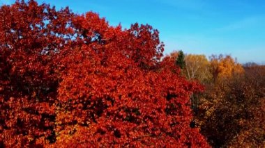 Sonbahar parkındaki bir uçuşun insansız hava aracı görüntüsü.