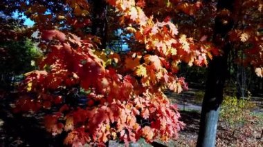 Sonbahar parkındaki bir uçuşun insansız hava aracı görüntüsü.
