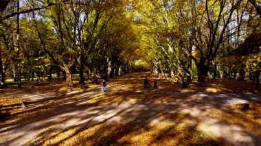 Sonbahar parkında uçan bir uçağın hava aracı görüntüsü. Park yolunda sonbahar yaprakları.