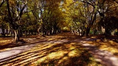 Sonbahar parkında uçan bir uçağın hava aracı görüntüsü. Park yolunda sonbahar yaprakları.