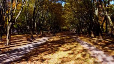 Sonbahar parkında uçan bir uçağın hava aracı görüntüsü. Park yolunda sonbahar yaprakları.