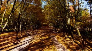 Sonbahar parkında uçan bir uçağın hava aracı görüntüsü. Park yolunda sonbahar yaprakları.
