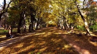 Sonbahar parkında uçan bir uçağın hava aracı görüntüsü. Park yolunda sonbahar yaprakları.