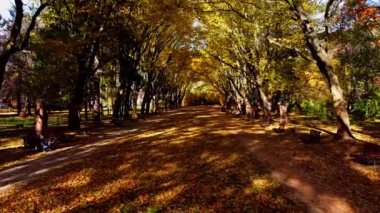 Sonbahar parkında uçan bir uçağın hava aracı görüntüsü. Park yolunda sonbahar yaprakları.