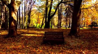 Sonbahar parkında uçan bir uçağın hava aracı görüntüsü. Sonbahar yaprakları bir park yolunda. Park bankları çekiliyor.