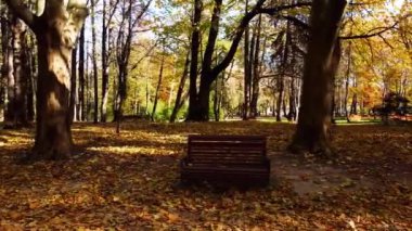 Sonbahar parkında uçan bir uçağın hava aracı görüntüsü. Sonbahar yaprakları bir park yolunda. Park bankları çekiliyor.