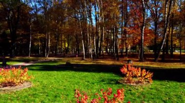 Sonbahar parkındaki bir uçuşun insansız hava aracı görüntüsü.