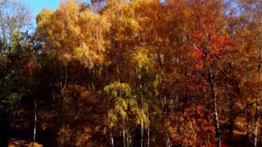 Sonbahar parkındaki bir uçuşun insansız hava aracı görüntüsü.