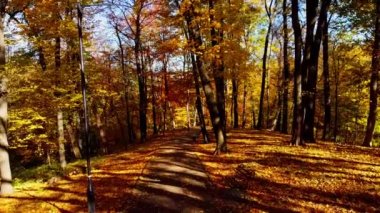 Sonbahar parkındaki bir uçuşun insansız hava aracı görüntüsü.