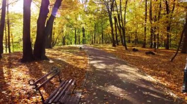Sonbahar parkında uçan bir uçağın hava aracı görüntüsü. Park yolunda sonbahar yaprakları.