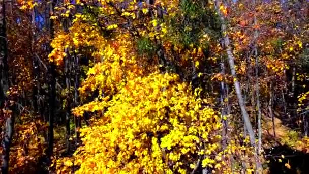 Vue Aérienne Drone Volant Dans Parc Automne — Video