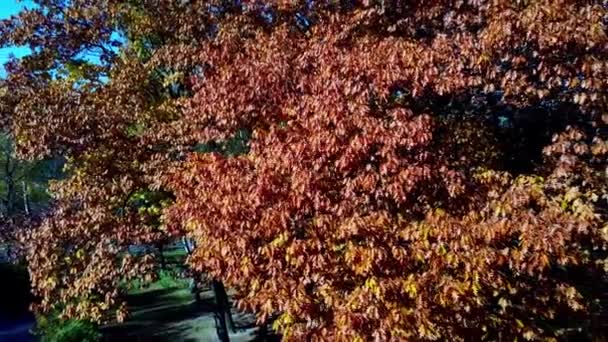 Vista Aérea Avión Tripulado Volando Parque Otoño — Vídeo de stock