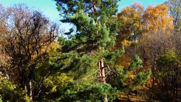 Luchtdrone Zicht Een Vliegende Het Herfstpark Dennenboom Een Achtergrond Van — Stockvideo