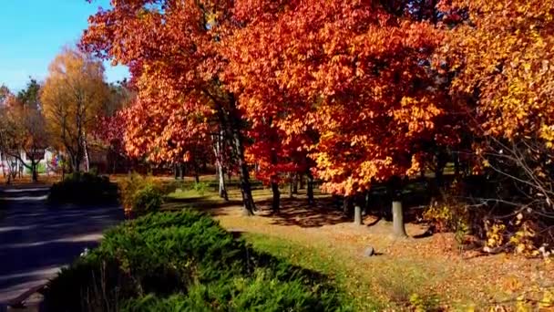 秋天公园里一架飞机的空中无人驾驶图片 — 图库视频影像