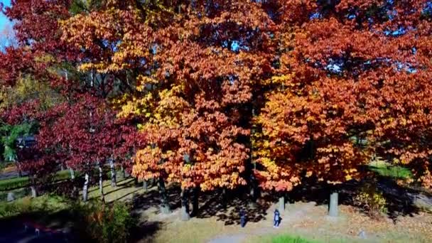 秋の公園での飛行の空中ドローンビュー — ストック動画