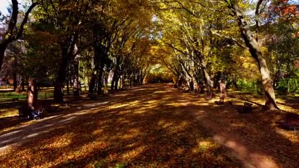 Воздушный Беспилотник Видом Полет Осеннем Парке Осенние Листья Парковой Дорожке — стоковое видео