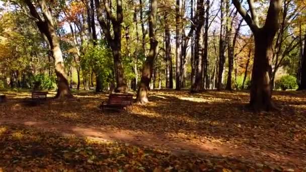 秋の公園での飛行の空中ドローンビュー 秋は公園の道に出る 射撃公園のベンチ — ストック動画