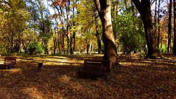 Widok Lotu Drona Jesiennym Parku Jesienne Liście Ścieżce Parku Ławki — Wideo stockowe