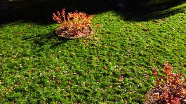 Vue Aérienne Drone Volant Dans Parc Automne — Video