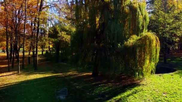 秋の公園での飛行の空中ドローンビュー — ストック動画