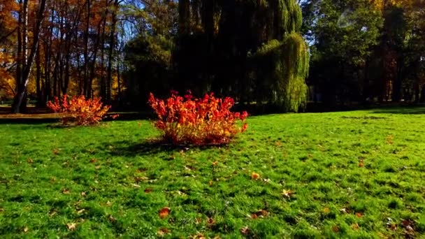 Légi Drón Kilátás Repülés Őszi Parkban — Stock videók