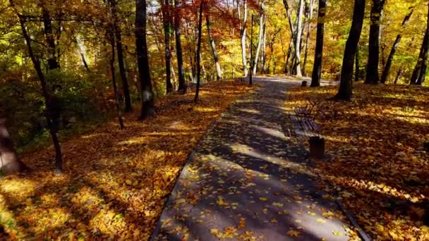 Luchtdrone Zicht Een Vliegende Het Herfstpark Herfstbladeren Een Parkpad — Stockvideo