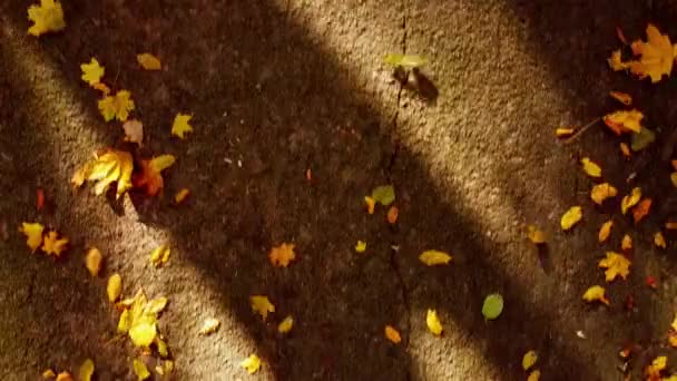 Letecký Pohled Létání Podzimním Parku Podzimní Listí Cestě Parku — Stock video