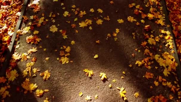 Luftaufnahme Einer Drohne Beim Fliegen Herbstpark Herbstlaub Auf Einem Parkweg — Stockvideo