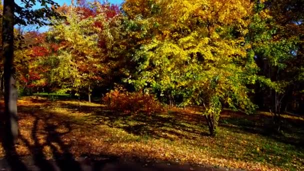 공원에서 무인기로 사진이야 나뭇잎을 배경으로 가로등 — 비디오