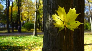 Sonbahar parkında akçaağaç yaprağı.