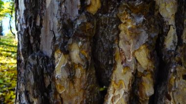 Çam kabuğu kadar yakın. Sonbahar parkında çekim..