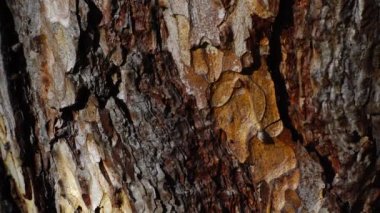 Çam kabuğu kadar yakın. Sonbahar parkında çekim..