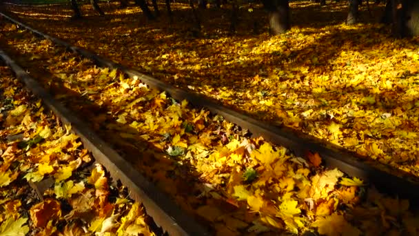 紅葉に覆われた狭軌鉄道 鉄道道路 — ストック動画