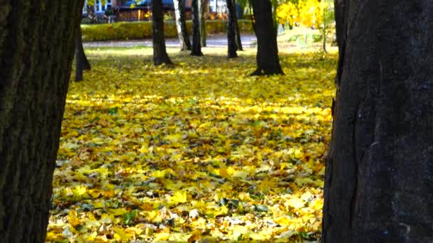 秋の公園のオークの木の幹 — ストック動画