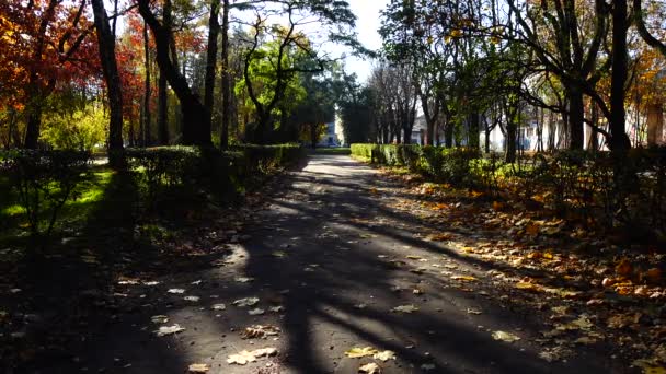 Een Steeg Het Herfst Park Bedekt Met Esdoorn Bladeren — Stockvideo