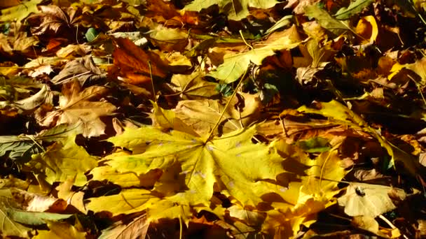 Esdoorn Eikenbladeren Het Herfstpark — Stockvideo